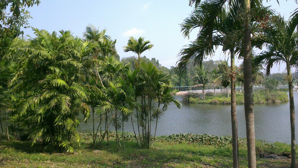 海南热带植物园2.jpg