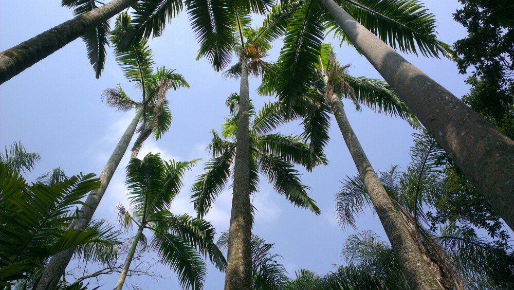海南热带植物园1.jpg