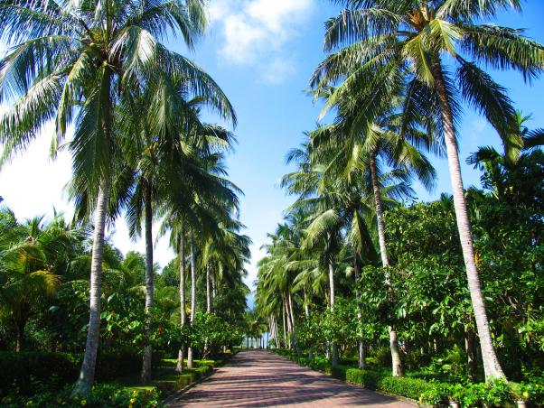 2024海南热带植物园门票价格+游览图+地址
