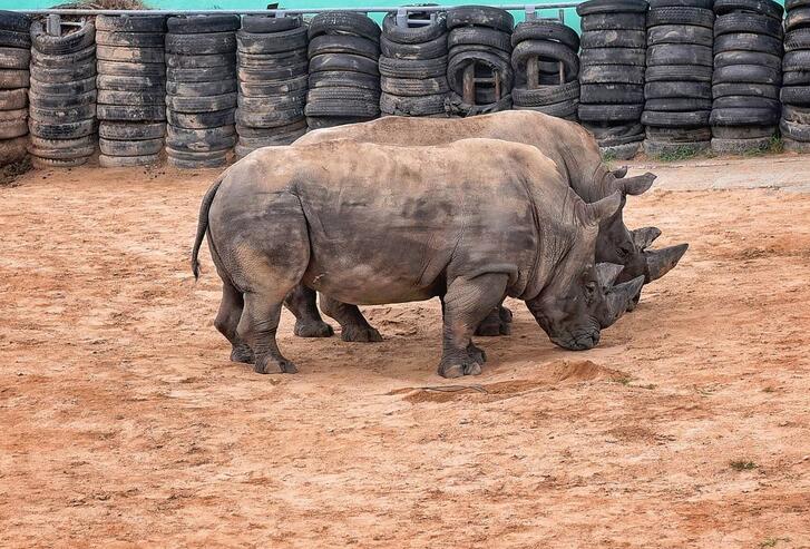 西霞口神雕山野生動(dòng)物園5.jpg