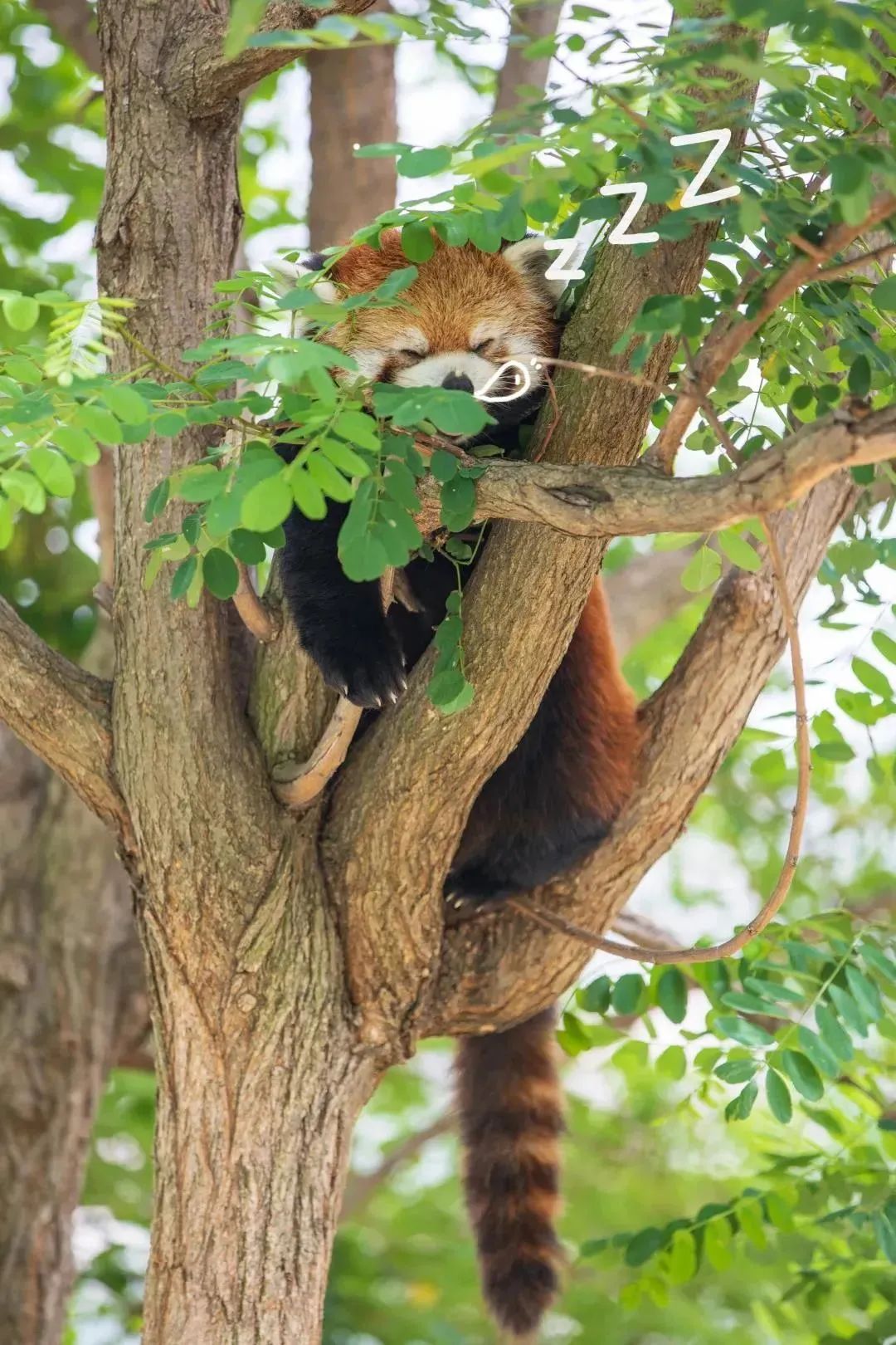 聊城動(dòng)物園門票