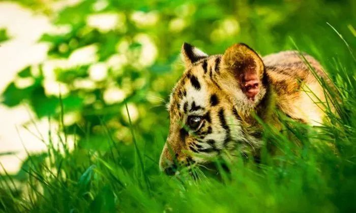 聊城動物園門票