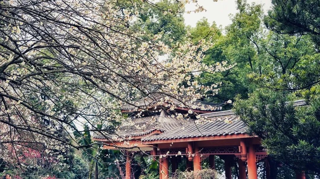 重慶南山植物園