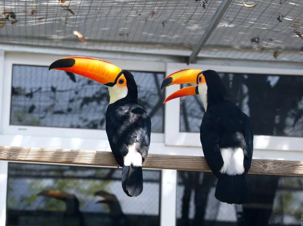 蓬萊黃金河動(dòng)物園