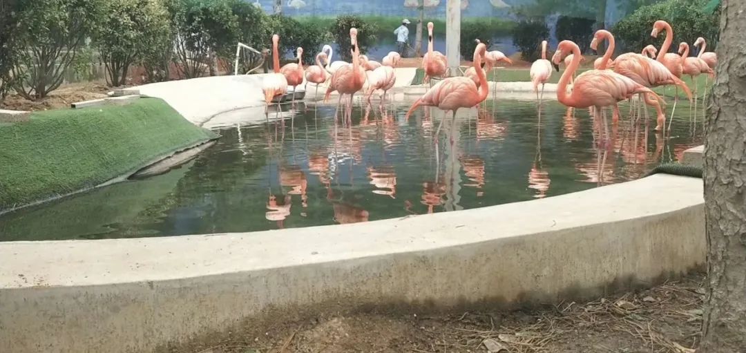 蓬莱黄金河动物园