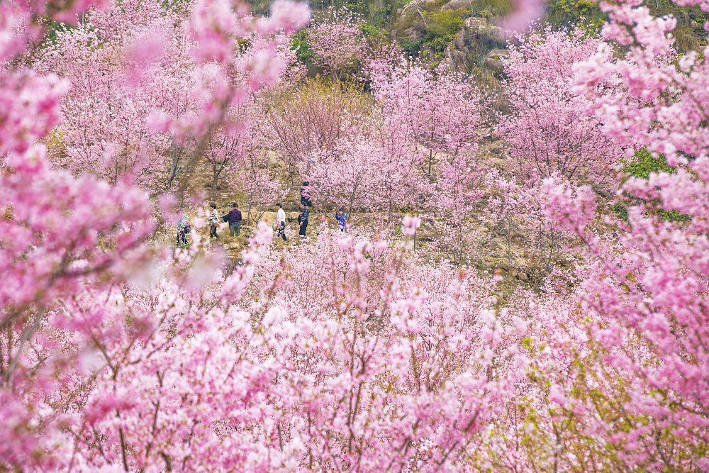 温州樱花园.png