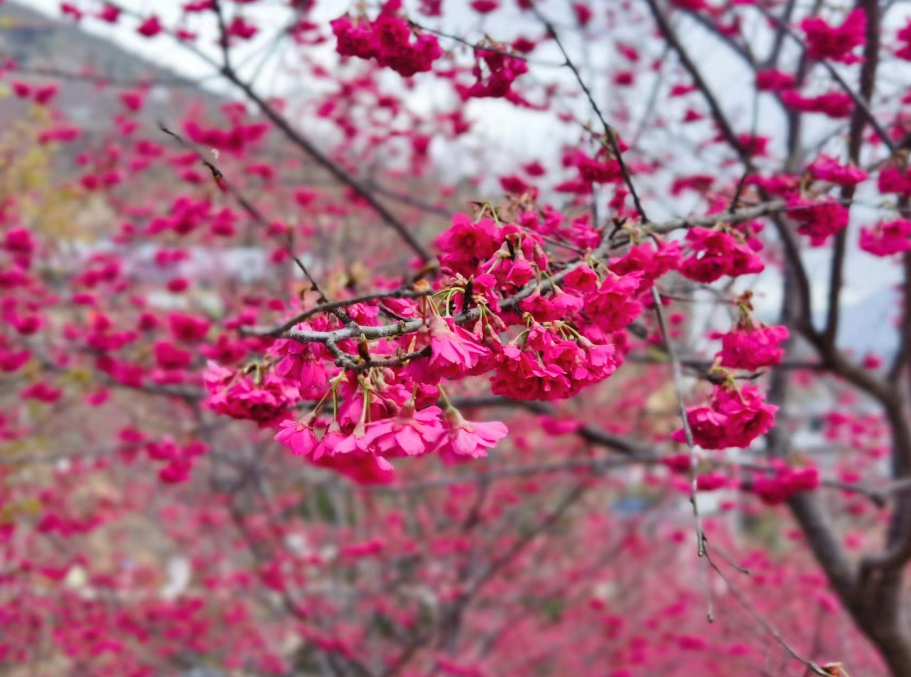 溫州櫻花園