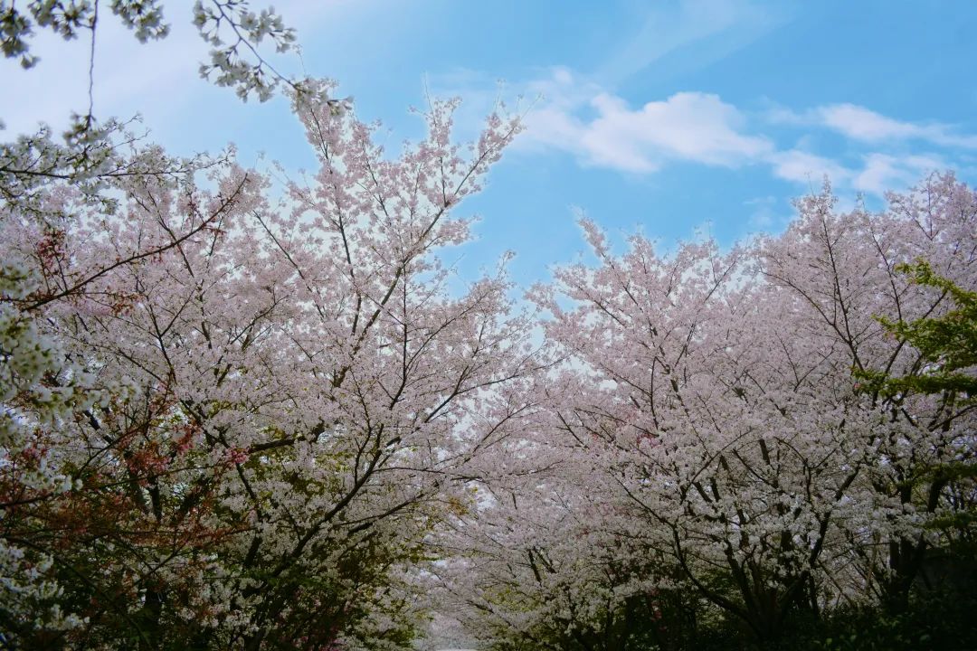 杭州樱花园