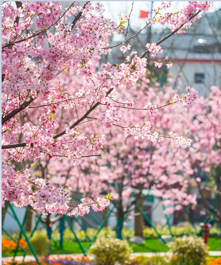 溫州櫻花園1.png