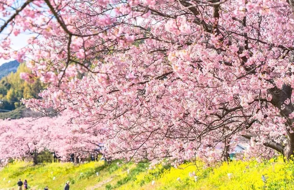 苏州湖畔花语景区