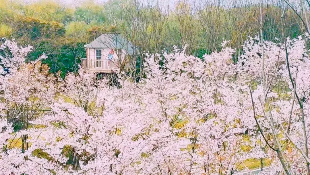 苏州湖畔花语景区