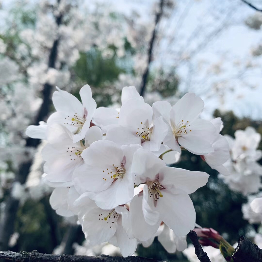 湖畔花语景区2.jpg