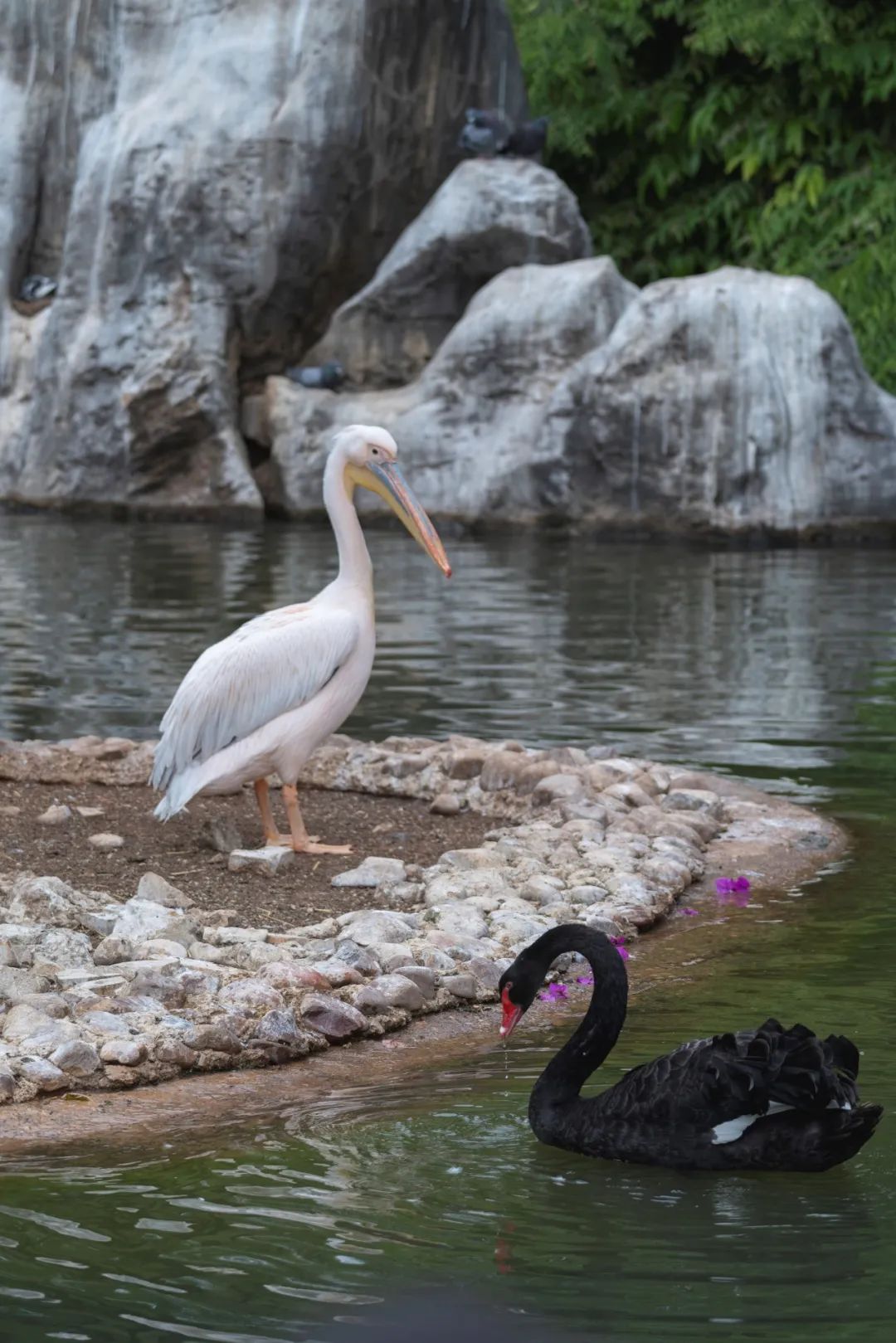  昆明動物園