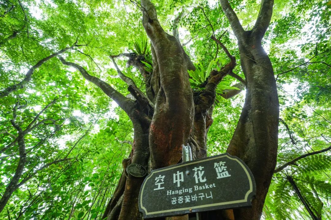 2024五指山热带雨林景区介绍+地址+门票