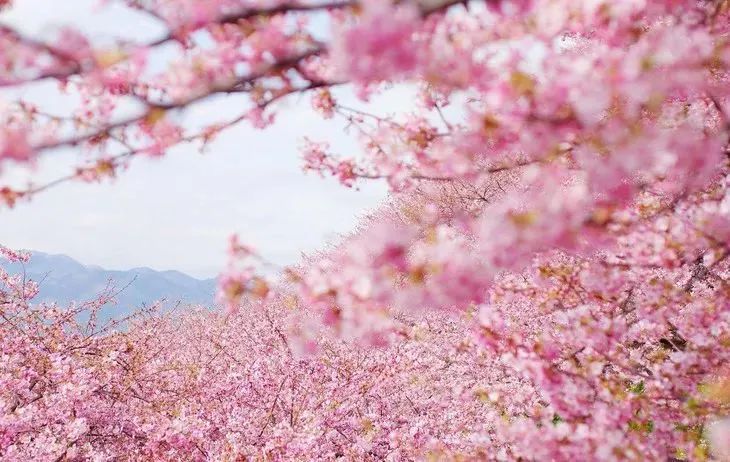 长沙浔龙河樱花节图片