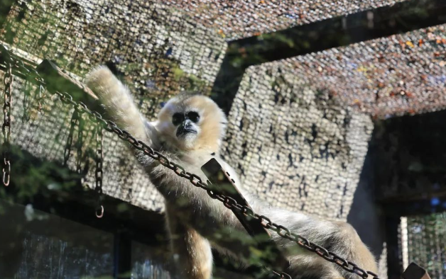 2024昆明動物園游玩攻略(附開放時間+門票價格+優(yōu)惠政策)