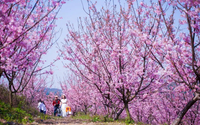  柳州櫻花谷農(nóng)業(yè)園