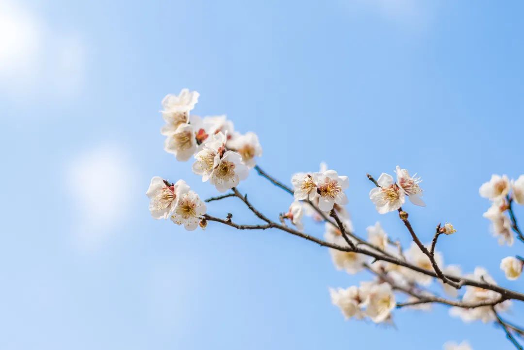 開花時(shí)間