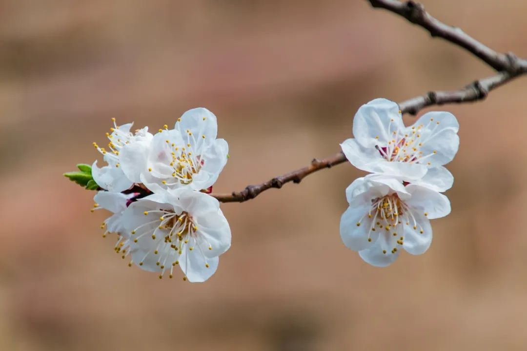 開花時(shí)間