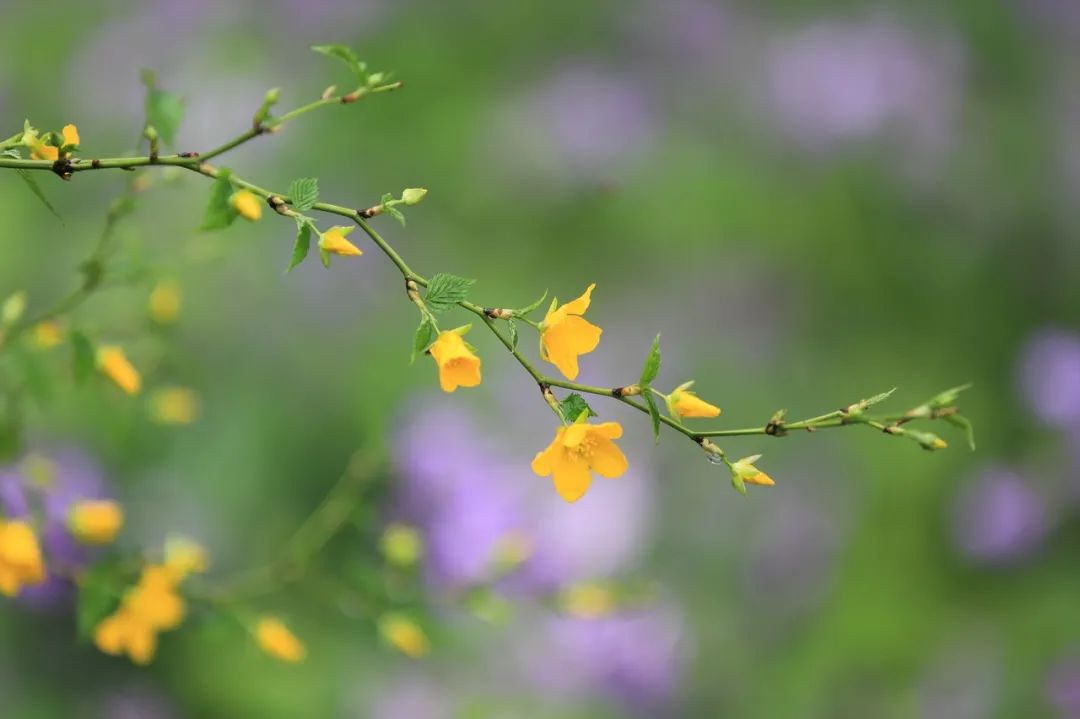 開花時(shí)間