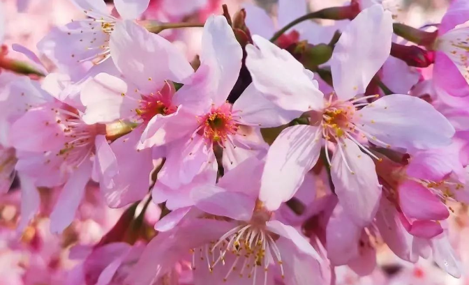 福州羅源灣櫻花園