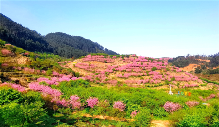 羅源灣櫻花園