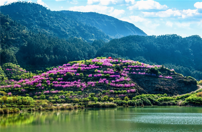 福州羅源灣櫻花園