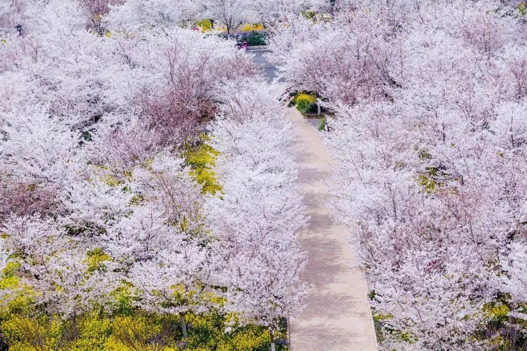 鄭州古柏渡櫻花園2.jpg