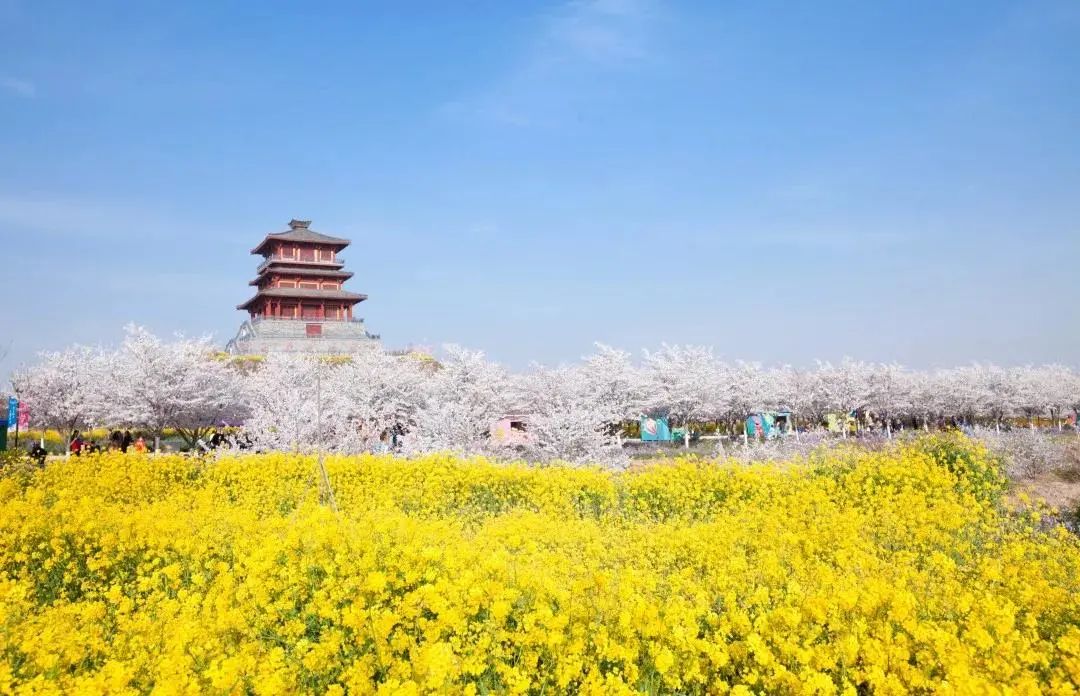 鄭州古柏渡櫻花園.jpg