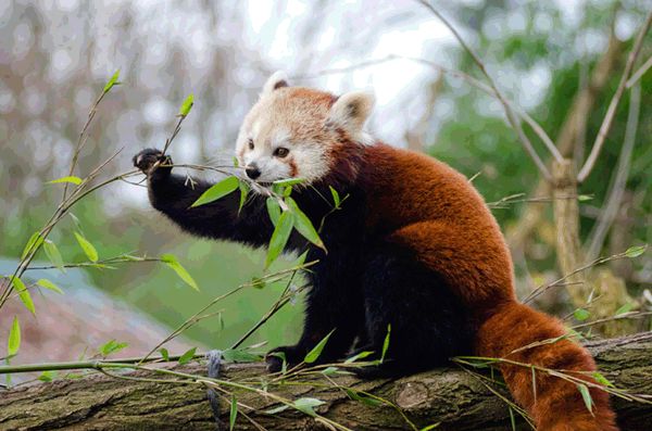 欒川竹海野生動物園