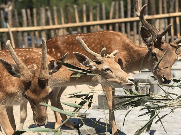 2024欒川竹海野生動(dòng)物園直通車營業(yè)時(shí)間+門票價(jià)格+購票優(yōu)惠