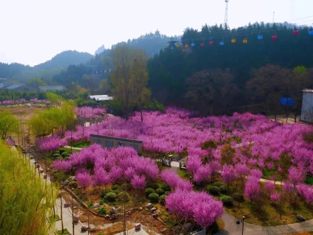 黃河梅園