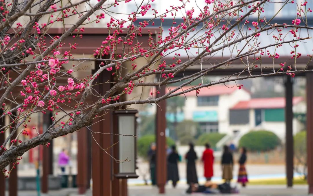 黃河梅園