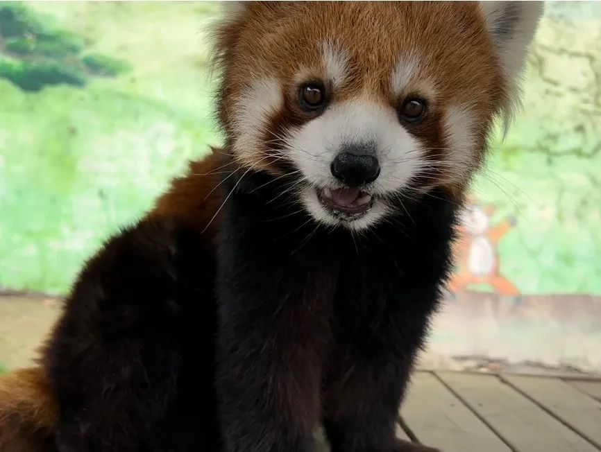 欒川竹海野生動物園