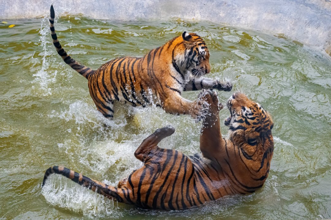 欒川竹海野生動(dòng)物園直通車