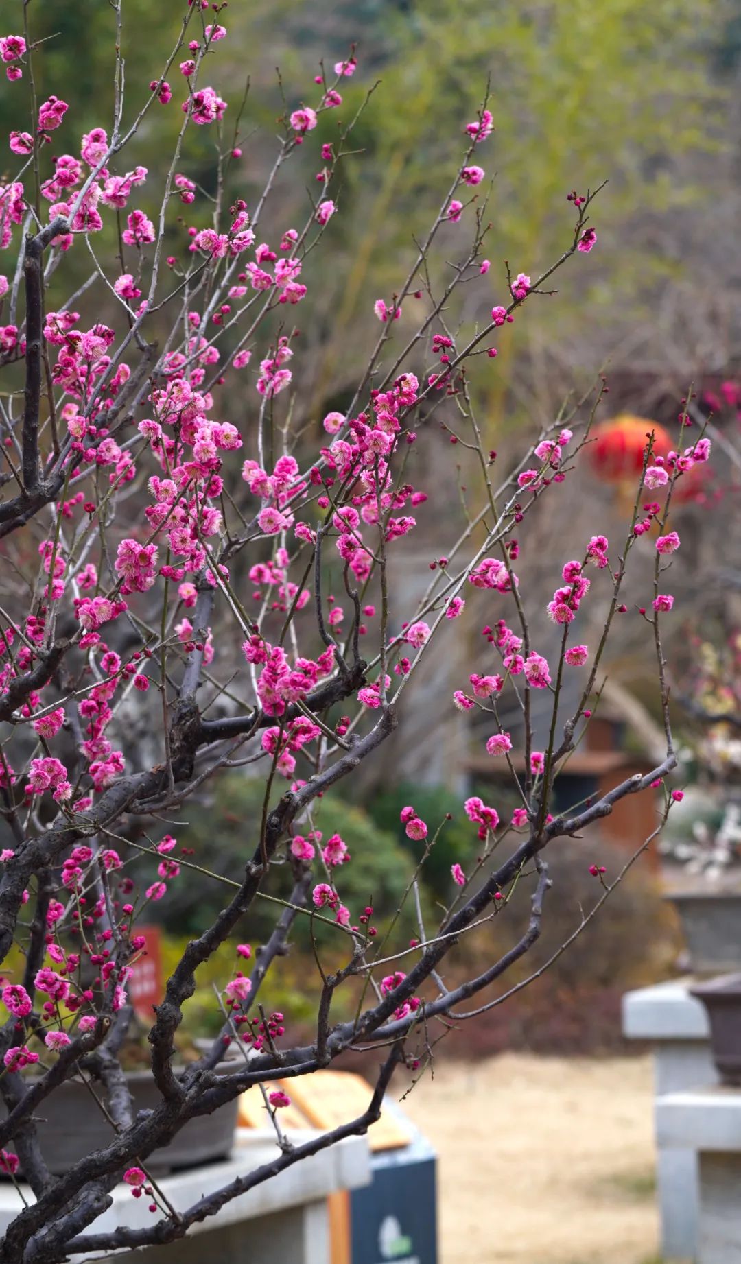 黃河梅園