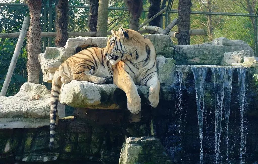 欒川竹海野生動(dòng)物園直通車