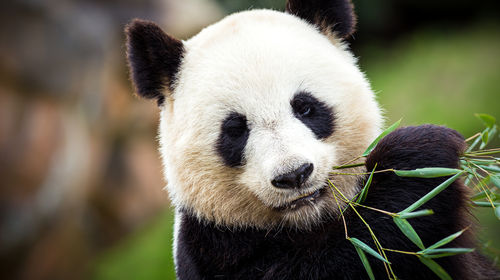 2024欒川竹海野生動物園直通車營業(yè)時間+門票價格+購票優(yōu)惠