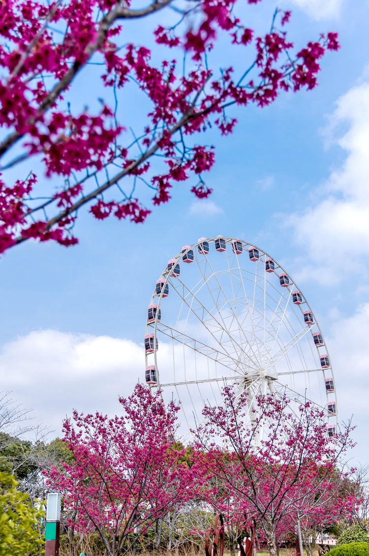 上海顾村公园樱花