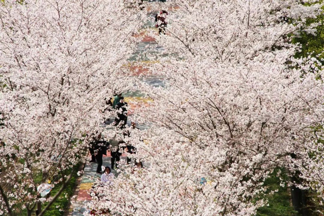 德陽(yáng)川西花海大世界2.jpg