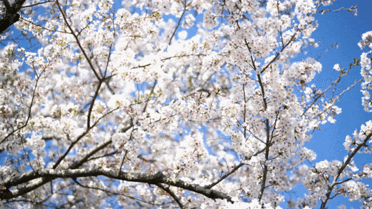苏州樱野樱花园