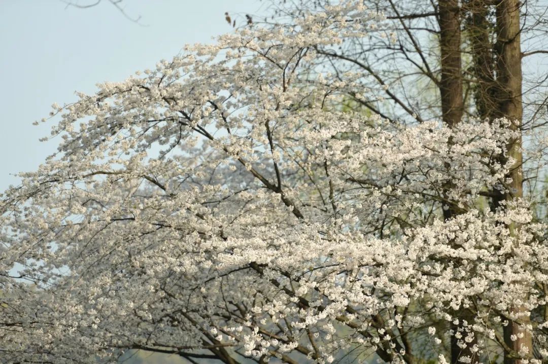 上海花開海上生態(tài)園