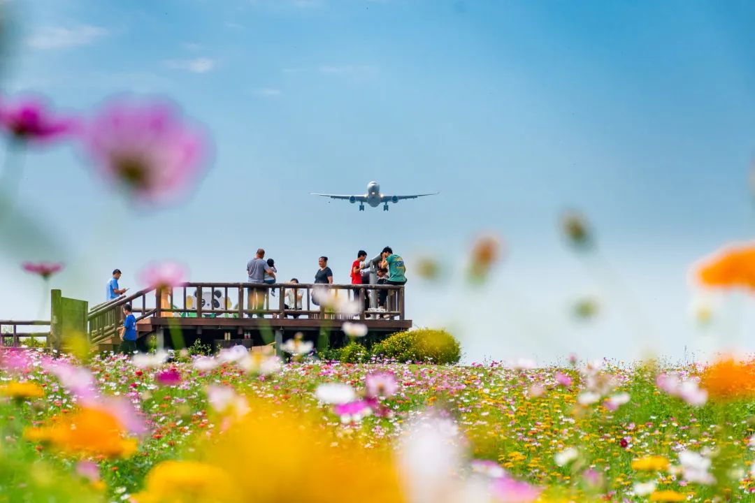 成都空港花田