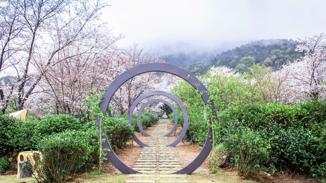 苏州樱野樱花园