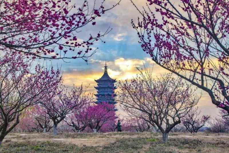 鄭州黃河梅園