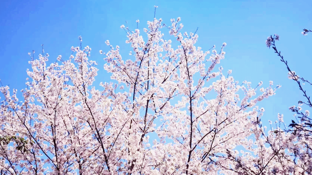 苏州樱野樱花园