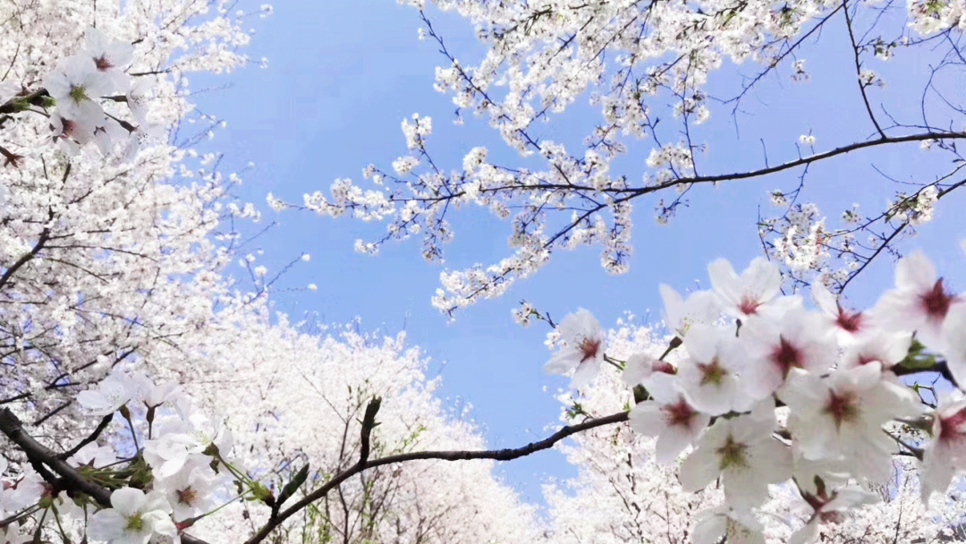 苏州樱野樱花园