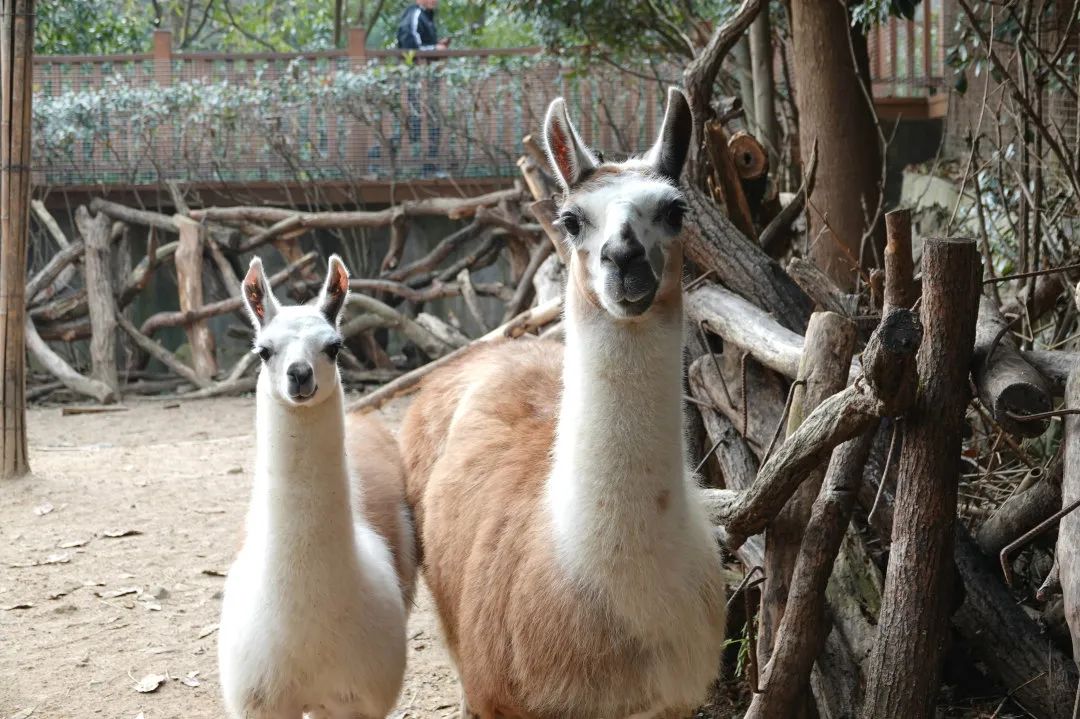 杭州動物園