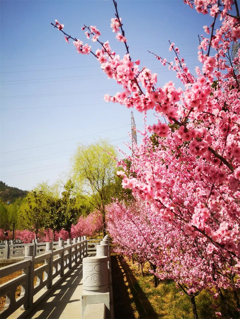 鄭州黃河梅園