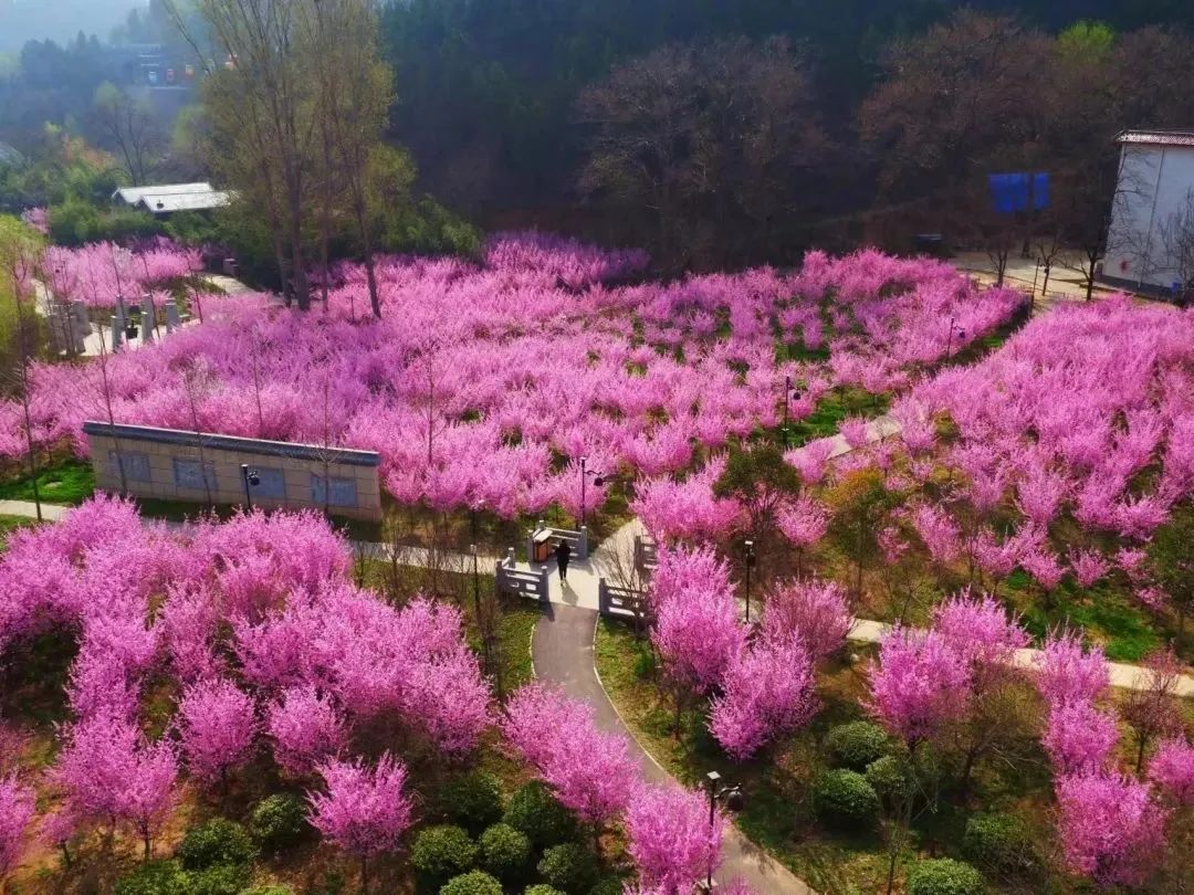 黃河梅園2.jpg